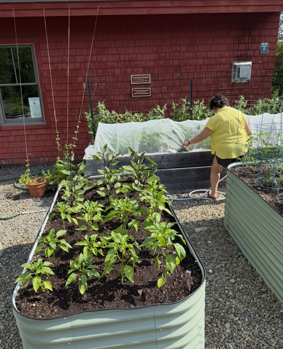 A volunteer tending raised beds at the Carrabassett Valley Library Garden